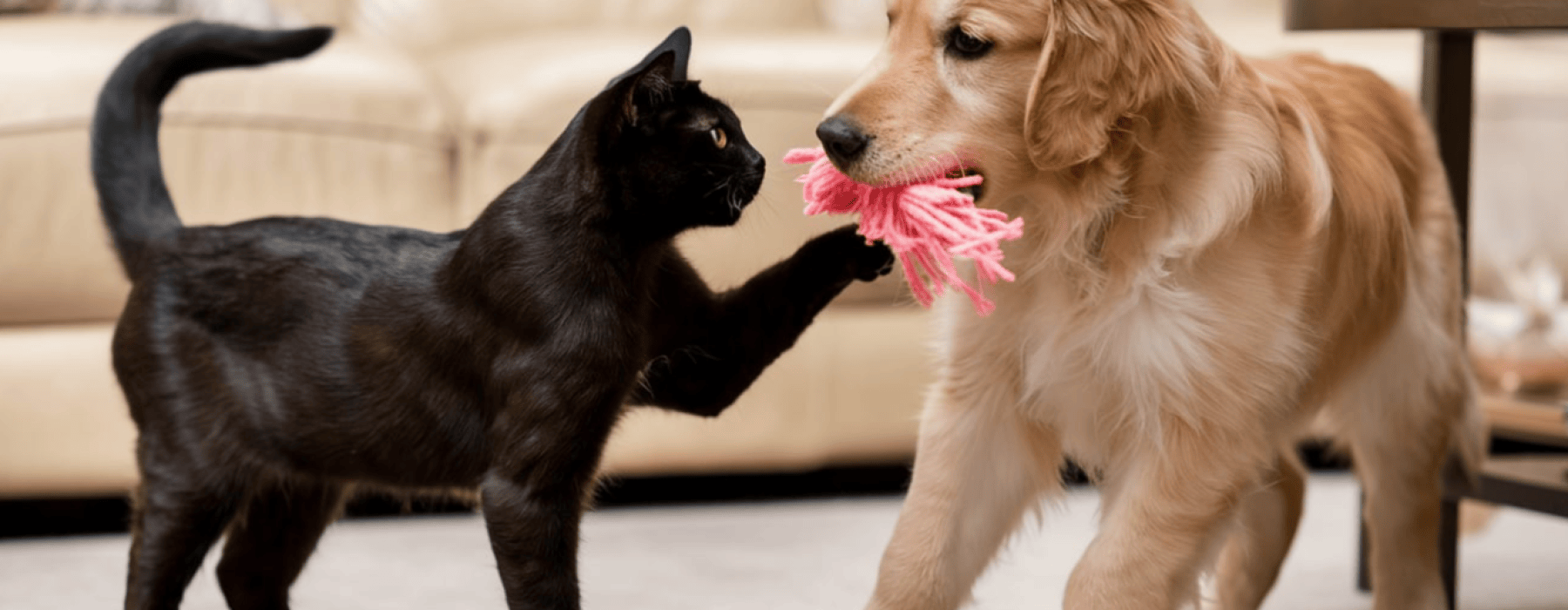 Black cat and golden retriever puppy sharing pink rope toy indoors