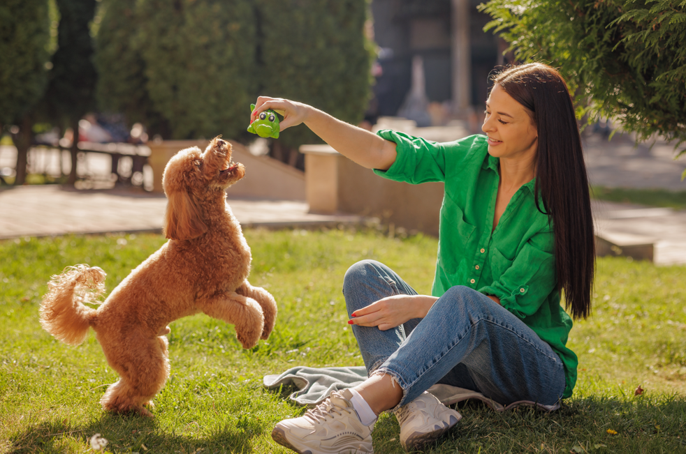 Woman sitting on grass playing with golden poodle jumping for toy